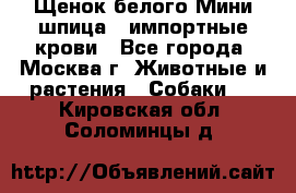 Щенок белого Мини шпица , импортные крови - Все города, Москва г. Животные и растения » Собаки   . Кировская обл.,Соломинцы д.